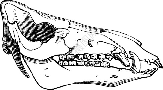 猪头 古代雕刻公猪哺乳动物颅骨白色绘画生物学生物古董插图黑色图片