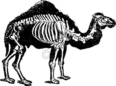具有身体特征的龙状骆驼骨架 老古董图片