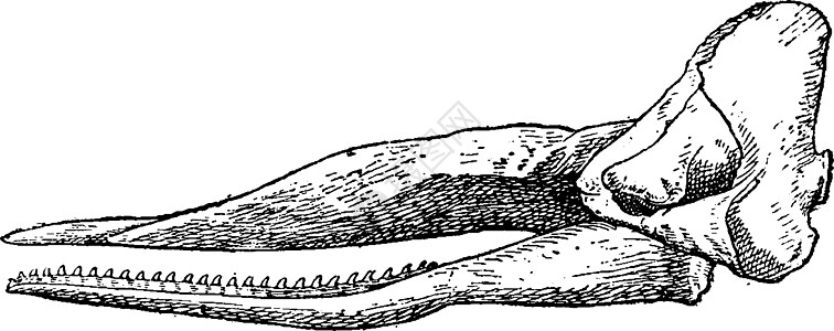 斑鲸头骨 古代雕刻图片