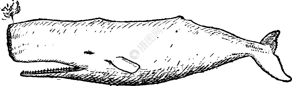斑马鲸鱼或小白鲸 古代雕刻图片