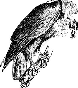 葛里芬秃鹫 古代雕刻栖息秃鹰野生动物动物群鸟类艺术品蚀刻荒野白色狮鹫图片