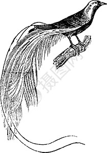 天堂之鸟 古老的雕刻动物生物学古董黑色野生动物动物群白色栖息荒野鸟类图片