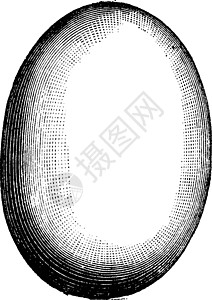 艾比亚尼斯的鸡蛋 古代雕刻图片