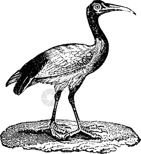 Ibis 古代雕刻图片