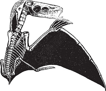 恋童癖 古代雕刻艺术动物群历史黑色脊椎动物绘画灭绝化石生物学古生物学图片