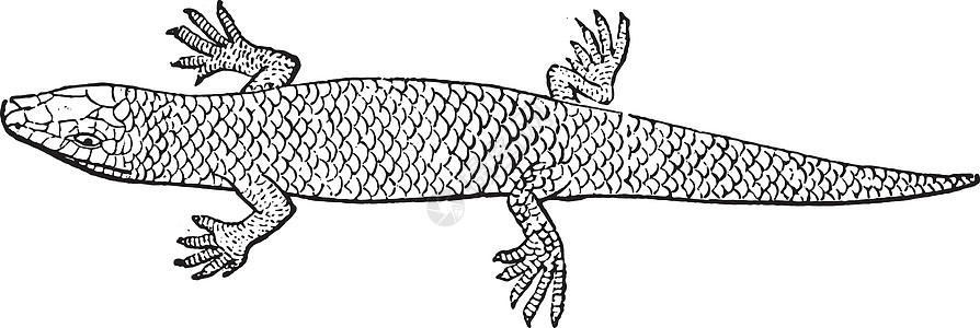 雕刻古董爬虫学历史性爬虫历史野生动物动物群绘画黑色蜥蜴图片