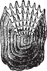 鱼量尺 老式雕刻黑色生物学艺术品野生动物古董历史皮肤白色荒野蚀刻图片