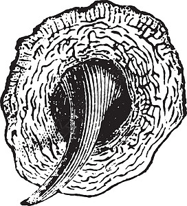 鱼量尺 老式雕刻历史性绘画生物学艺术动物蚀刻白色皮肤插图艺术品图片