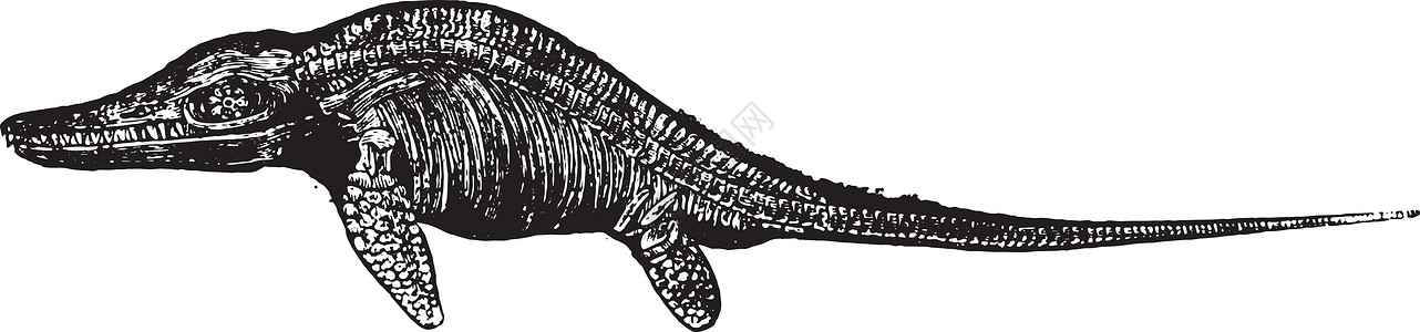 古代雕刻灭绝白色古生物学黑色古董海洋历史性动物艺术爬虫图片