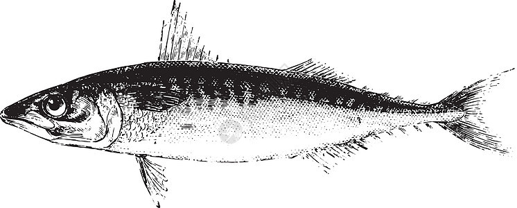 鲭鱼复古雕刻图片