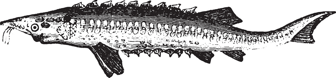 外科医生 老古董雕刻动物群脊椎动物艺术品海洋插图生物学蚀刻野生动物历史性历史图片
