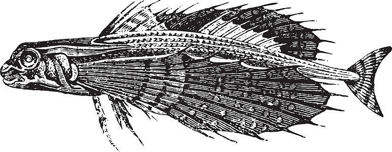 仙人掌 古代雕刻艺术动物鲂鱼荒野脊椎动物蚀刻历史性生物学历史头盔图片