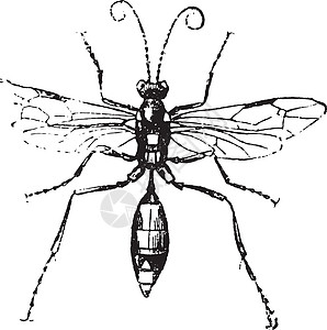 Ichneumon 古代雕刻图片