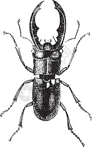 金属鹿甲虫 古代雕刻图片