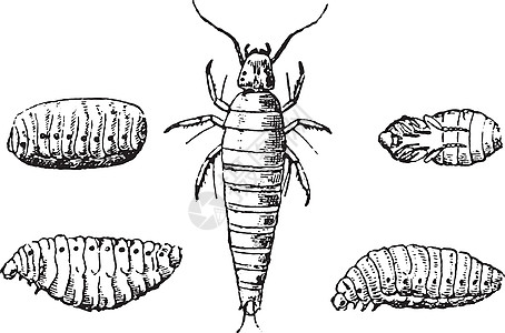 昆虫幼虫和尼姆福斯的乳房 古代雕刻图片