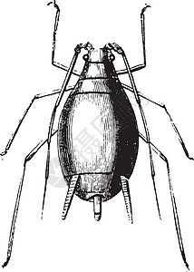 蚜虫及其幼虫复古雕刻插图生物学蚀刻动物动物群历史甲虫荒野野生动物昆虫学图片