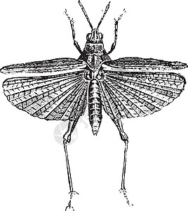 古代雕刻昆虫学插图绘画动物艺术历史生物学荒野艺术品翅膀图片