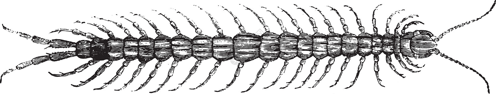 千乳峰米利佩德 古代雕刻昆虫野生动物历史性生物学绘画艺术历史黑色荒野昆虫学插画