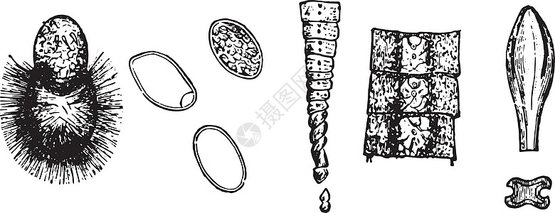 两头脊椎骨 古代雕刻图片