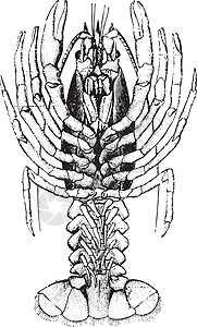 龙虾 老古董雕刻小龙虾蚀刻甲壳癌学绘画野生动物白色插图动物群动物图片