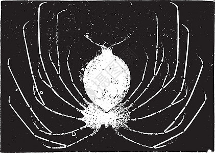 龙虾幼虫 古代雕刻白色蚀刻荒野野生动物历史性艺术甲壳纲动物甲壳古董图片