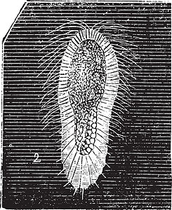 拉瓦纤维海绵 古代雕刻图片