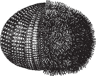 海胆或海胆 古老的雕刻图片