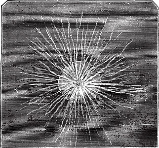 Rhizopod 古代雕刻图片