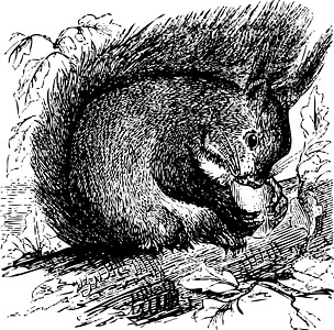 红松鼠或斯ciurus粗俗的人在咀嚼橡子图片