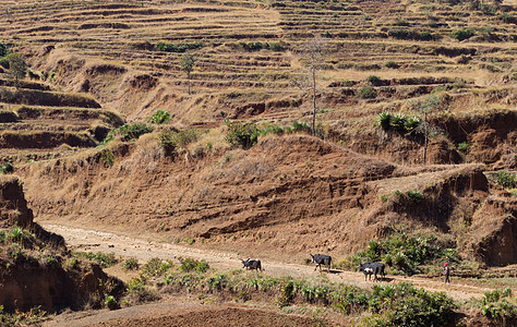 带着牛群走来走去的孩子Zebu绿色乡村运输农村农业农民图片