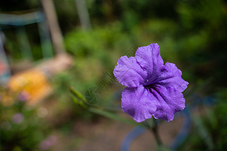 自然花园中的紫色花 特写自然花园中的紫色花图片