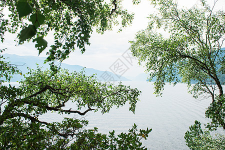 Altai山区Telettskoye湖涟漪绿树风景环境反射旅行晴天场景岩石支撑图片