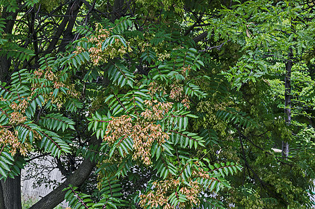 天树上叶子和红种子 或阿兰特胡斯阿尔蒂斯玛生长公园季节红色花束臭椿植物群植物绿色分支机构图片