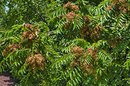 天树上叶子和红种子 或阿兰特胡斯阿尔蒂斯玛植物群公园天堂绿色花束分支机构植物学臭椿红色季节图片