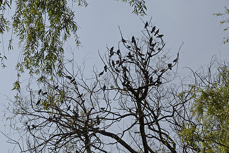 鸽子或鸽子花朵飞翔 站在树枝上白色天空荒野蓝色羽毛棕色灰色眼睛环境翅膀图片