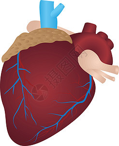 人类心脏疾病艺术诊所治疗药品诊断绘画心脏病学科学红色图片