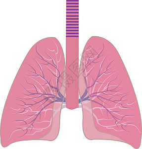 人类肺病医疗绘画科学器官白色气管卫生解剖学呼吸胸部图片