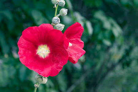 花园的红色鲜花 特写图片