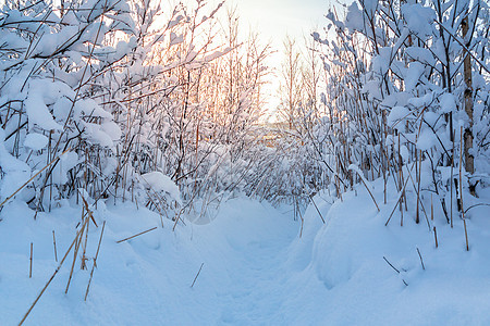 美丽的冬季风景 在日落的光芒下被雪覆盖的灌木丛树枝图片