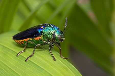 绿色腿金属甲虫图像漏洞生物学臭虫木头森林鞘翅目脊椎动物动物动物群热带图片