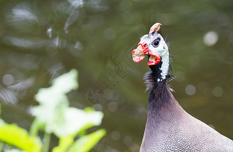 几内亚禽鸟或头戴头盔的白斑小鸡黑色斑点荒野羽毛白色家禽鸟类蓝色动物图片