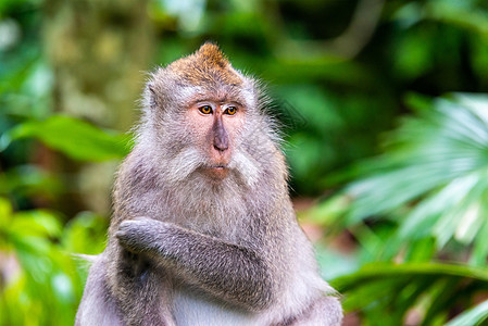 巴厘乌布德猴林的马卡克猴子植被灵长类乌布避难所食物成人野生动物荒野动物公园图片