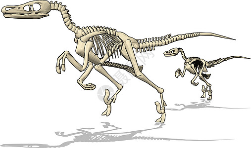 白色背景上的恐龙历史展示化石动物生物牙齿博物馆脊椎动物考古学颅骨图片