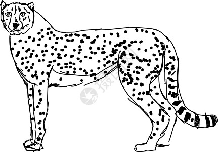 白背景上的Cheetah 绘图 插图 矢量图片