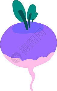 白色背景上的扁萝卜插画矢量食物黄瓜饮食手绘萝卜蔬菜芹菜菜花叶子艺术图片