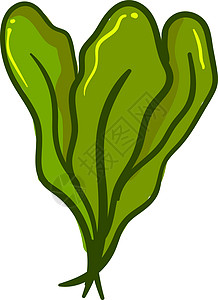 白色背景上的新鲜菠菜插画矢量沙拉美食植物食物蔬菜艺术插图草本植物叶子草图图片
