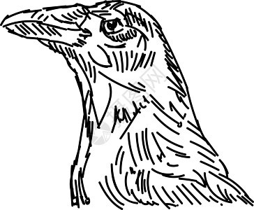 白色背景上的鸟收藏黑色羽毛荒野墙纸翅膀涂鸦卡通片绘画草图图片