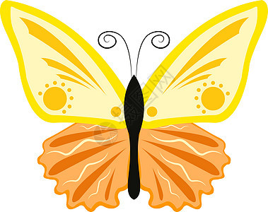 白色背景上的黄色红色墙纸植物翅膀插图蝴蝶收藏动物蓝色昆虫图片