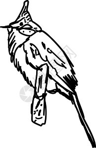白色背景上的鸟草图野生动物翅膀墨水荒野羽毛收藏动物卡片黑色图片