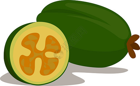 Feijoa 插图 白色背景的矢量图片